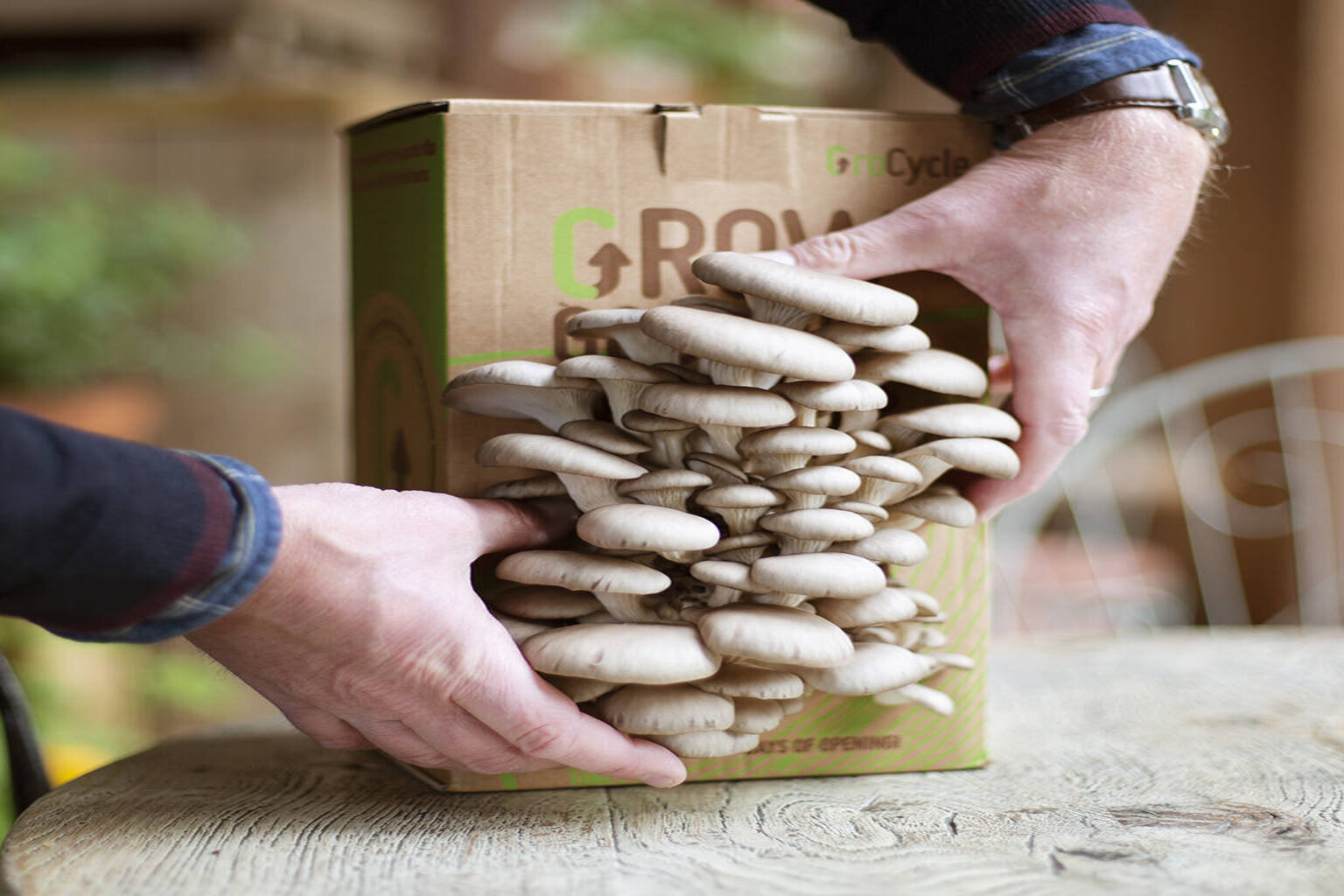 Mushroom Grow Kit